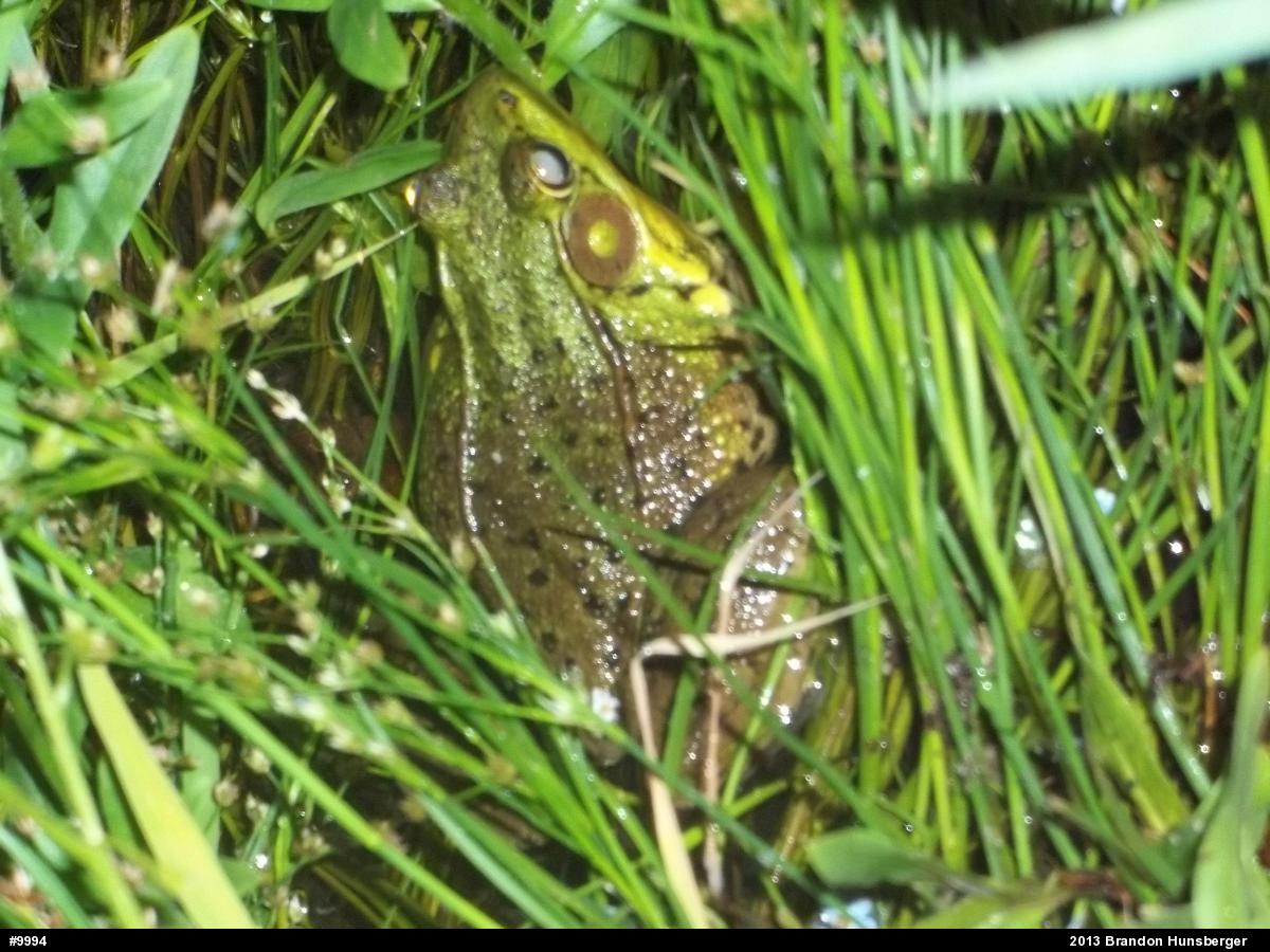 Green Frog