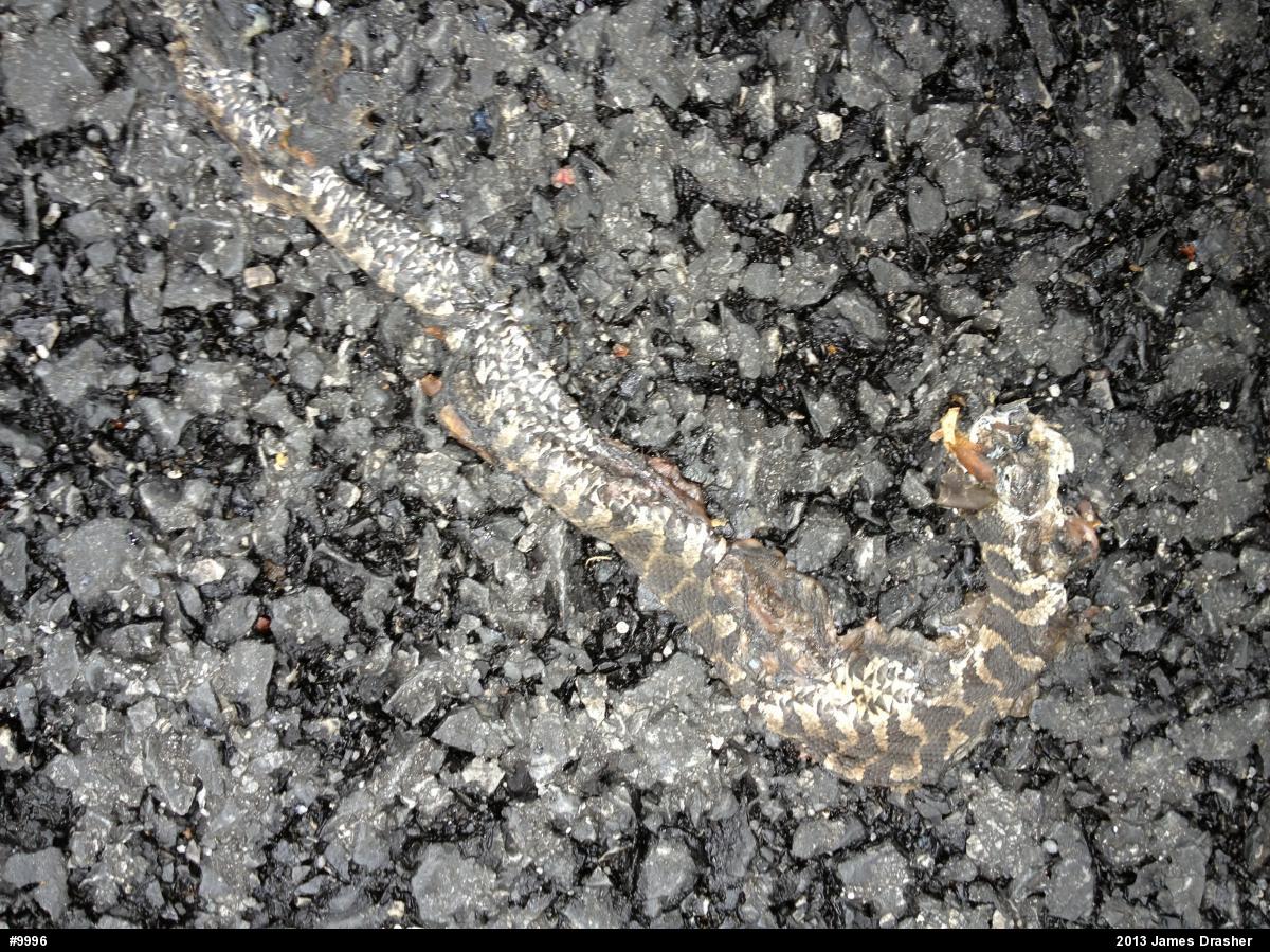 Northern Watersnake