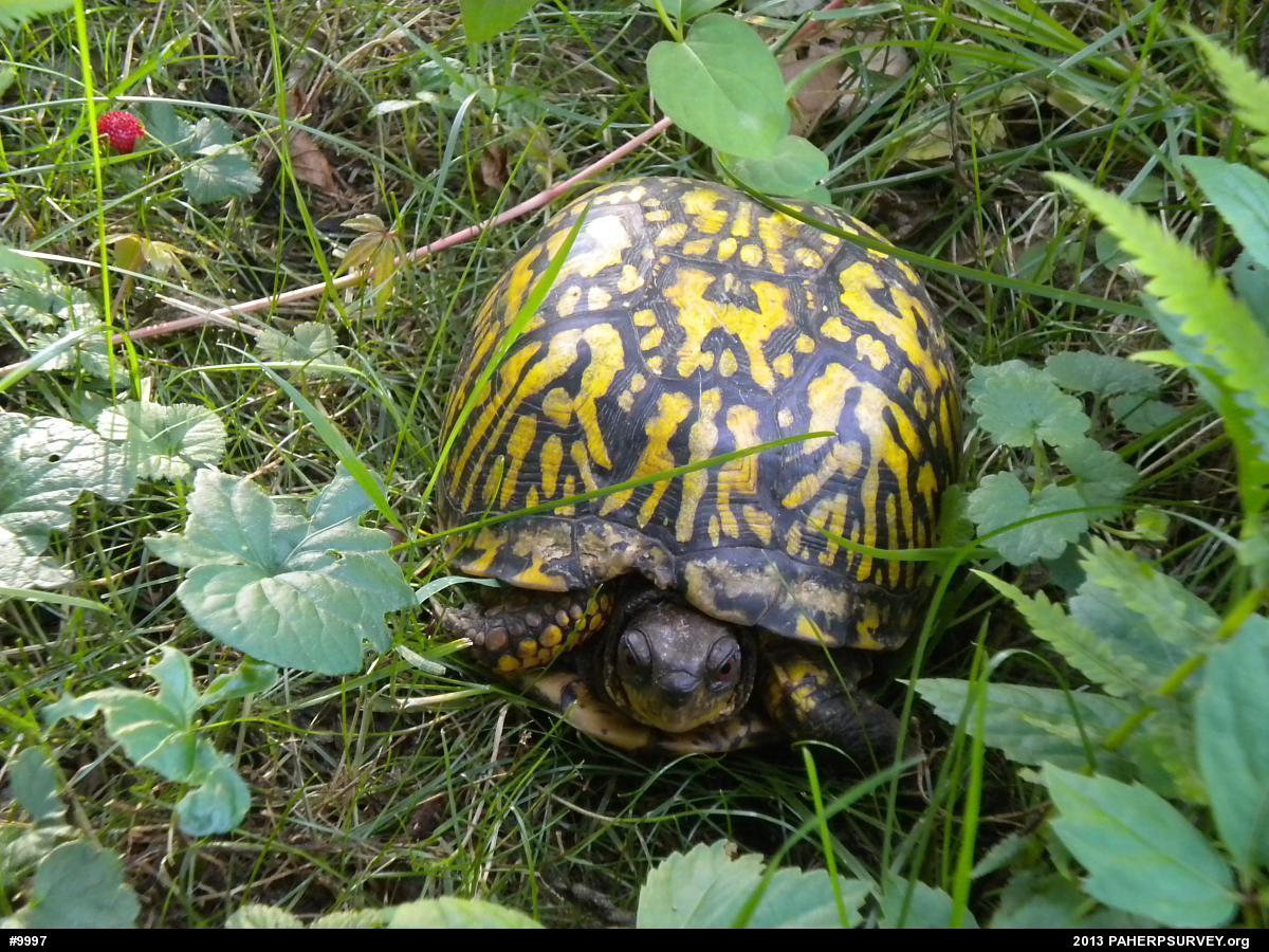 Eastern Box Turtle