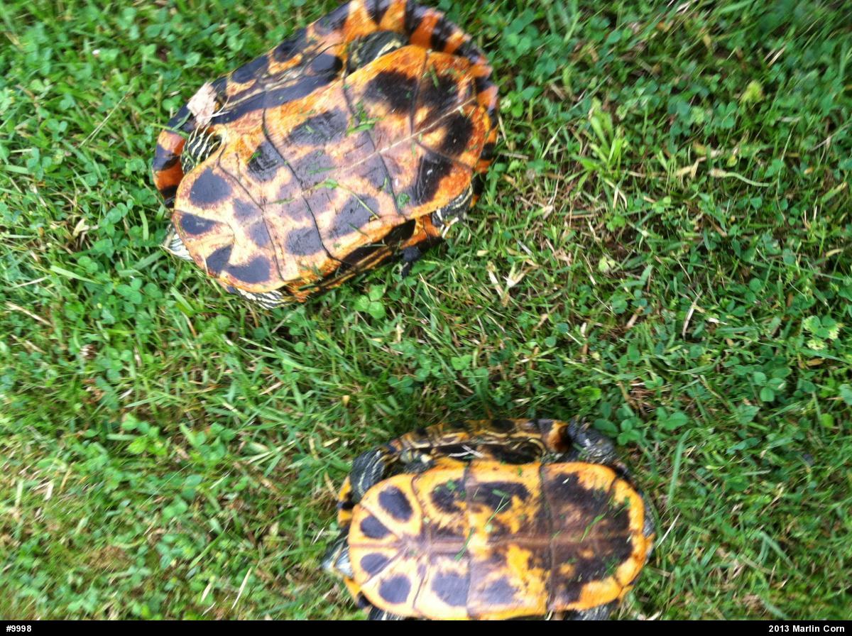 Pond Slider
