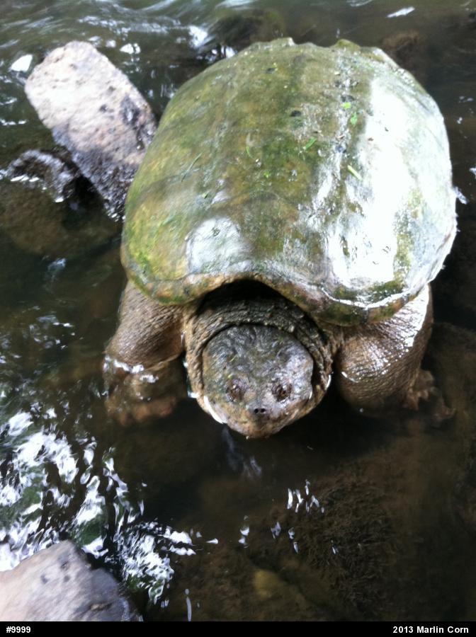 Snapping Turtle
